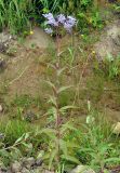 Lactuca sibirica