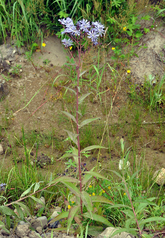 Изображение особи Lactuca sibirica.