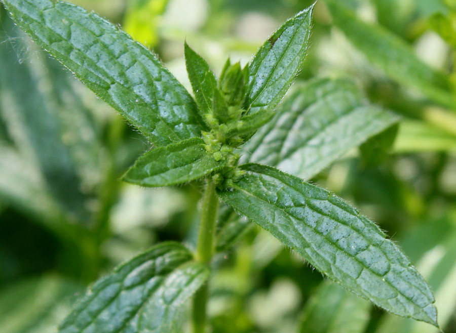 Изображение особи Stachys recta.