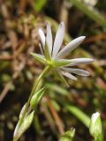 Stellaria graminea