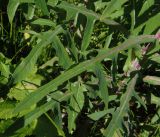 Sonchus palustris