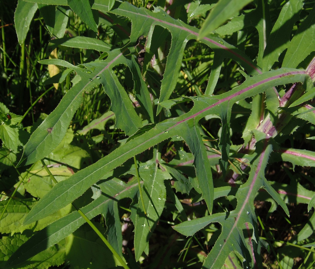 Изображение особи Sonchus palustris.