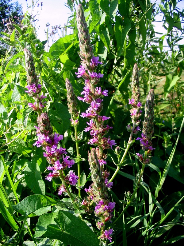 Изображение особи Lythrum salicaria.