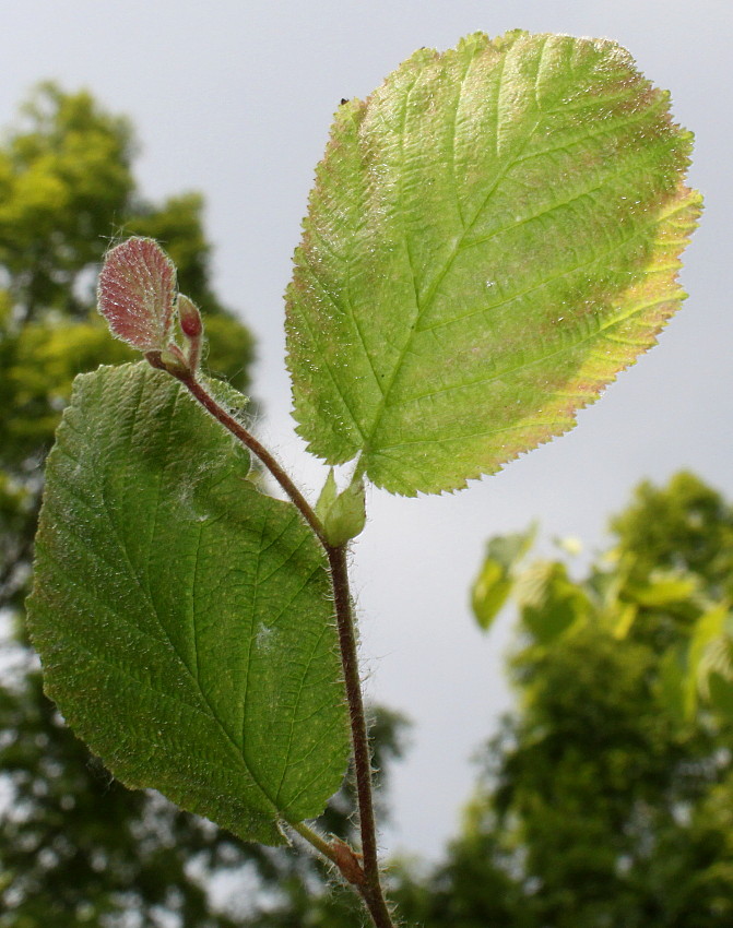 Image of Corylus californica specimen.