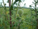 Echinops sphaerocephalus