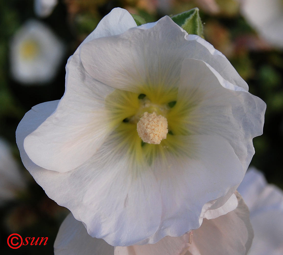 Изображение особи Alcea rosea.