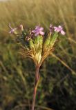 Dianthus pseudarmeria. Соцветие. Крым, Тарханкутский п-ов, верховья балки Большой Кастель, степь. 12 июля 2014 г.