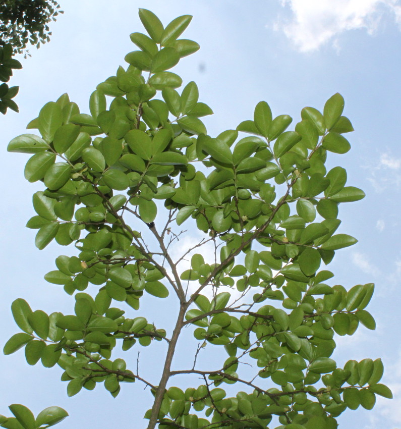 Изображение особи Lagerstroemia indica.