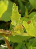 Xanthium orientale