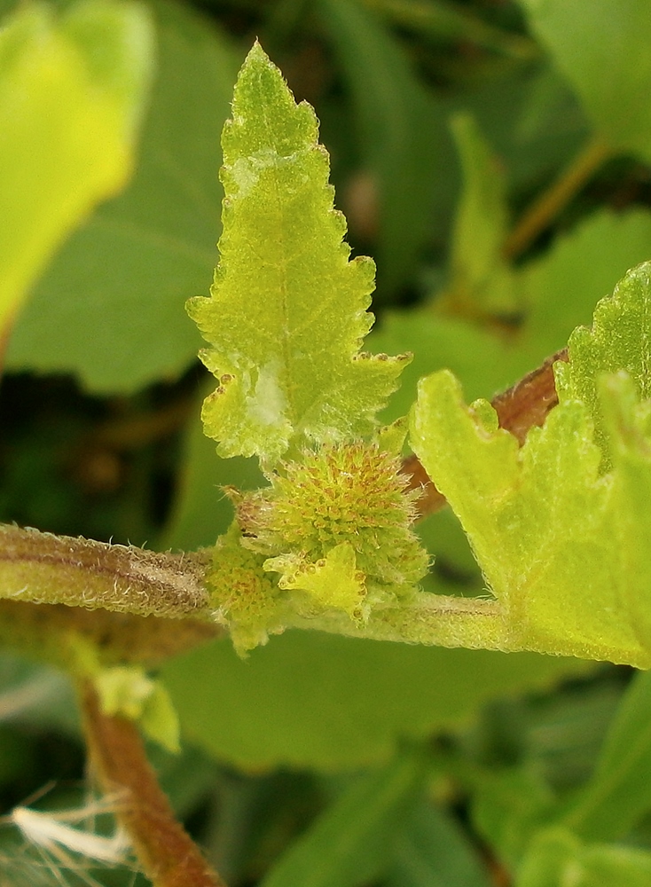 Изображение особи Xanthium orientale.