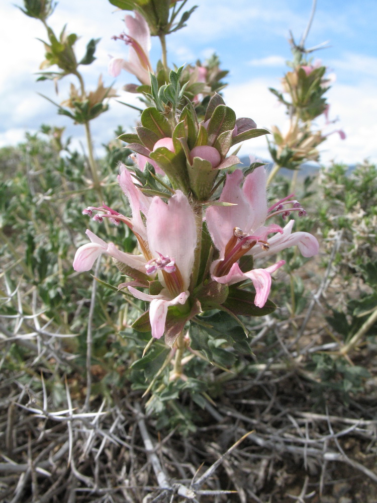 Image of Lagochilus diacanthophyllus specimen.