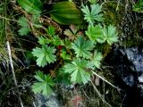 Potentilla crantzii