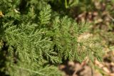 Achillea nobilis. Нижние стеблевые листья. Белгородская обл., пос. Борисовка, зарастающий песчаный карьер. 01.07.2009.