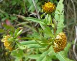 Bidens cernua