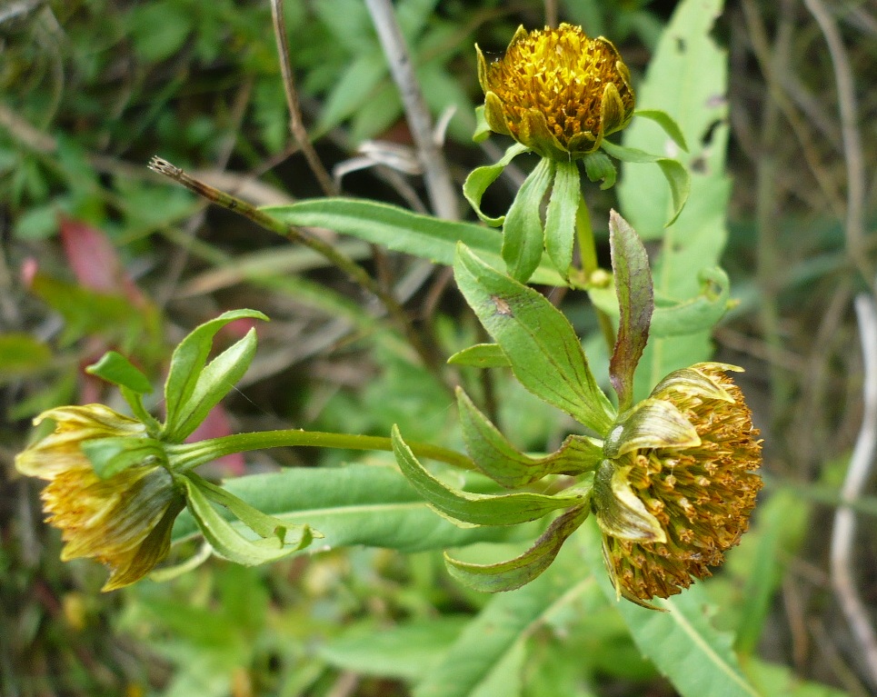 Изображение особи Bidens cernua.