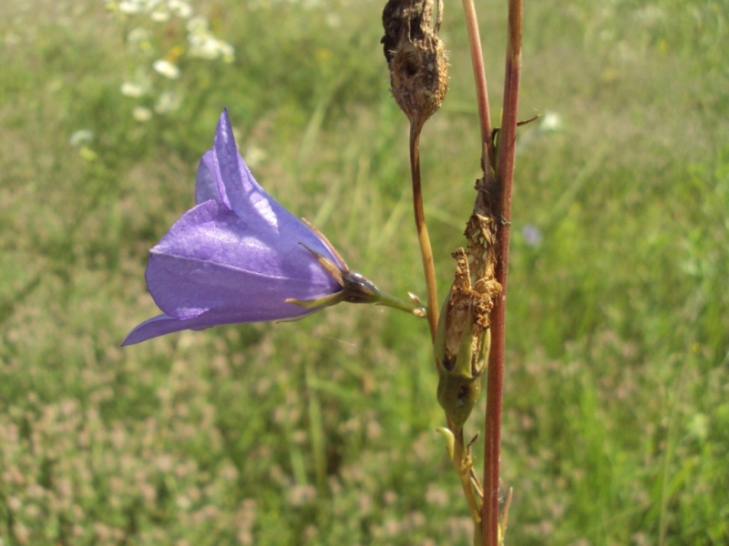 Image of Campanula persicifolia specimen.