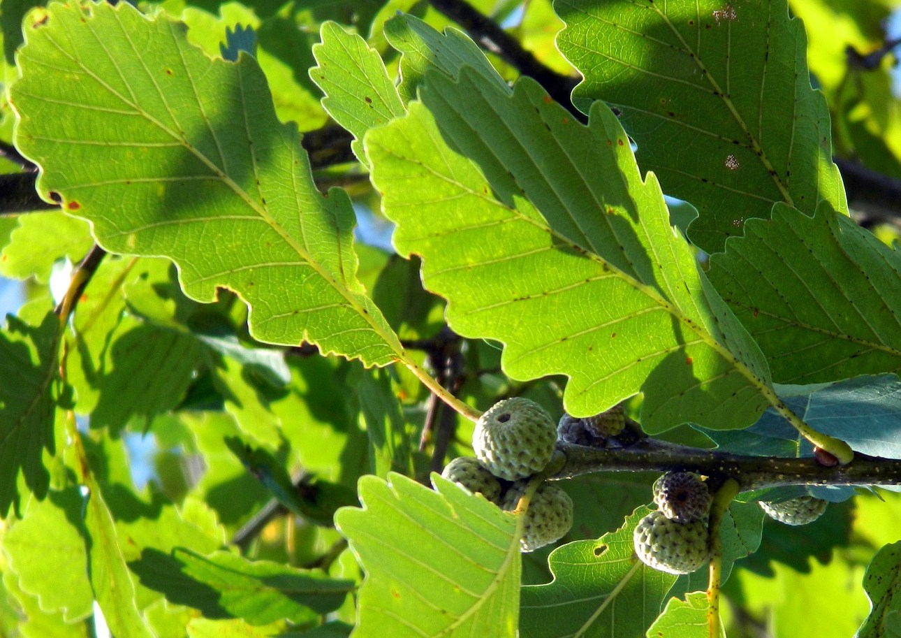 Изображение особи Quercus iberica.