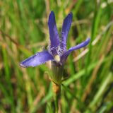 Gentianopsis ciliata. Цветок. Нидерланды, провинция Limburg, община Voerendaal, луговой склон юго-западной экспозиции на выходах известняков. 19 сентября 2009 г.