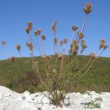 Daucus carota. Плодоносящее растение. Краснодарский край, Абинский р-н, окр. станицы Шапсугская, мергелевый карьер. 05.10.2014.