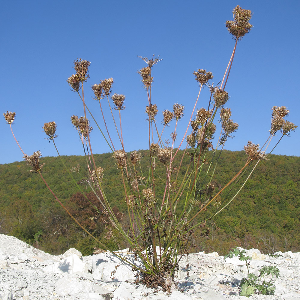 Image of Daucus carota specimen.