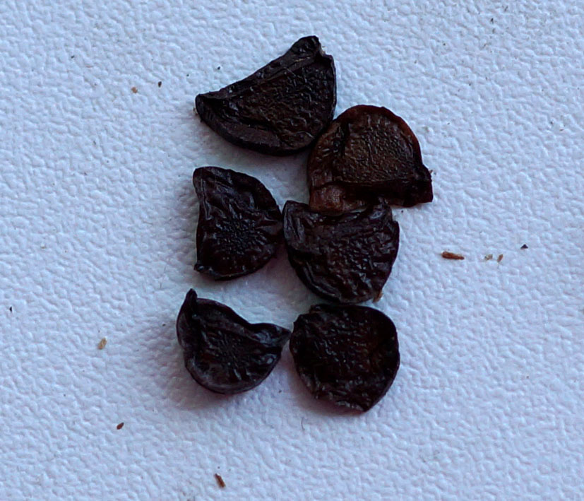 Image of Iris sanguinea specimen.
