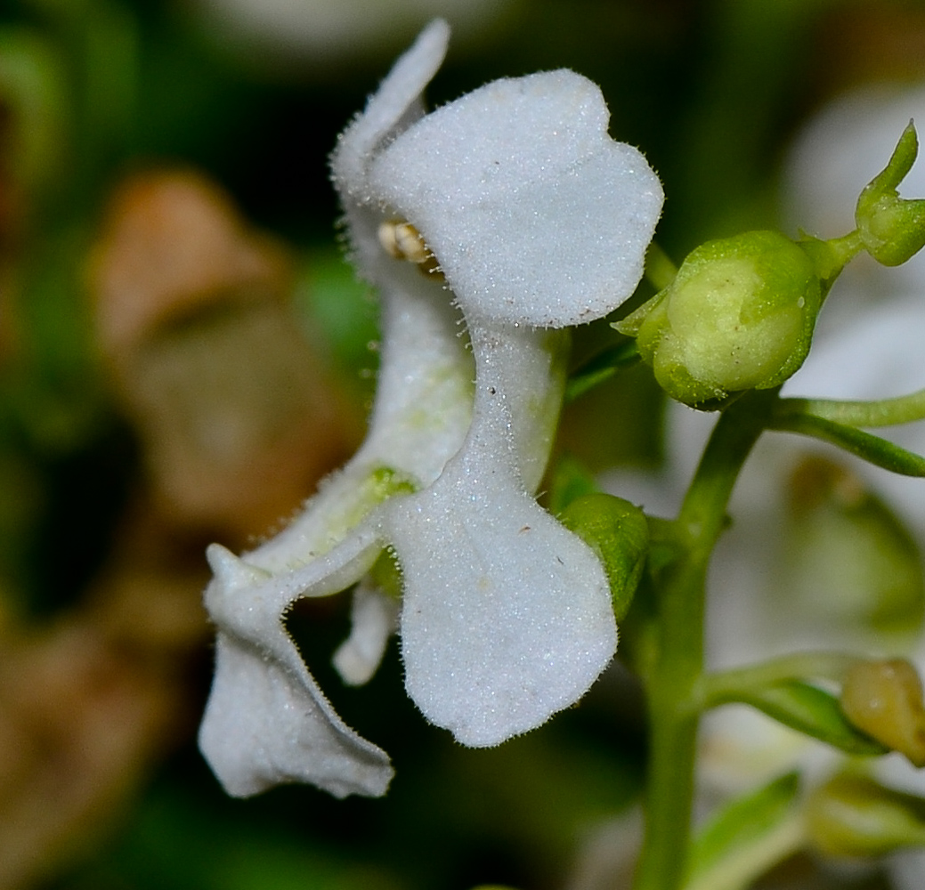 Image of Angelonia angustifolia specimen.