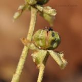 Chimaphila japonica. Плод. Приморский край, Уссурийский р-н, окр. с. Монакино, широколиственный лес на склоне сопки. 21.10.2014.