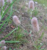 Trifolium arvense. Верхушка побега с соцветиями. Ленинградская обл., окр. пос. Сосново. 25 августа 2008 г.