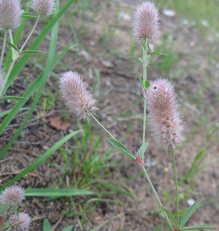 Изображение особи Trifolium arvense.