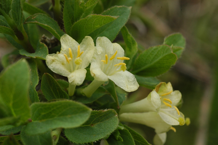 Image of Lonicera olgae specimen.