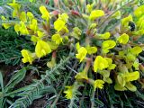 Astragalus henningii