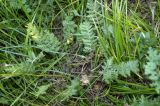 Artemisia tanacetifolia. Листья прикорневой розетки. Хакасия, окр. г. Сорск. 13.08.2009.