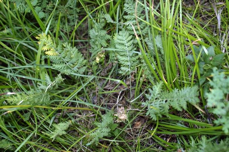 Изображение особи Artemisia tanacetifolia.