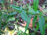 Symphyotrichum × versicolor