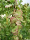 Atriplex aucheri