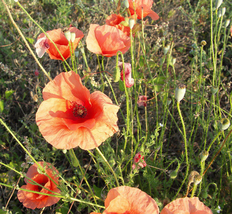 Изображение особи Papaver rhoeas.