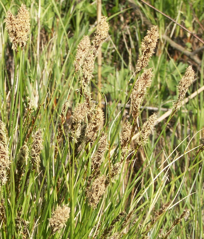 Image of Carex appropinquata specimen.