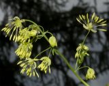 Thalictrum minus. Верхушка цветущего растения. Республика Алтай, Шебалинский район, лесной склон г. Солоковая. 02.07.2010.