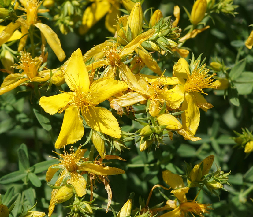 Image of Hypericum perforatum specimen.