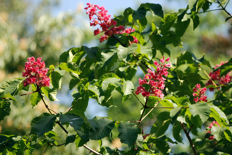 Изображение особи Aesculus &times; carnea.