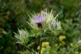 Cirsium obvallatum. Верхушка цветущего растения. Республика Адыгея, плато Лаго-Наки. 17.09.2015.