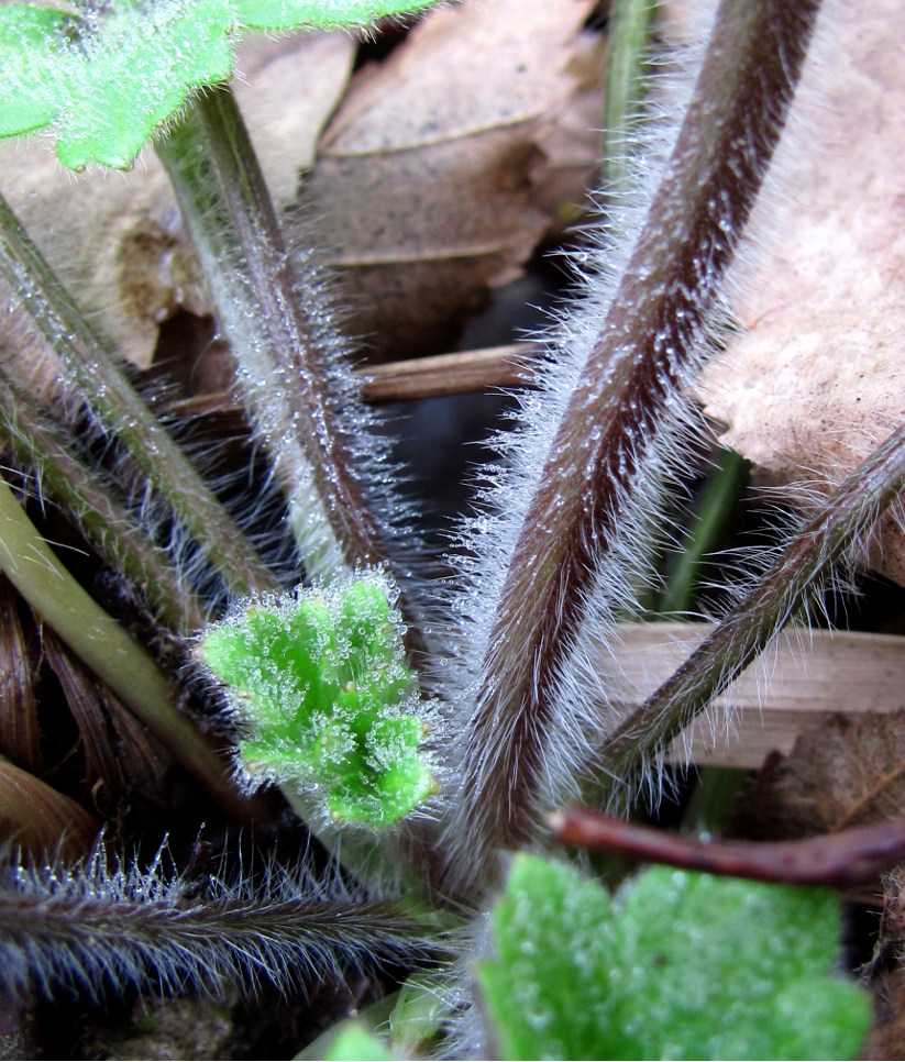 Image of Ranunculus grandiflorus specimen.