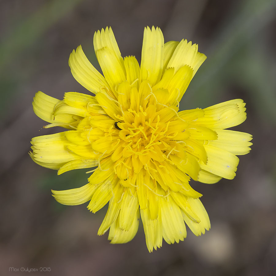 Изображение особи Leontodon biscutellifolius.