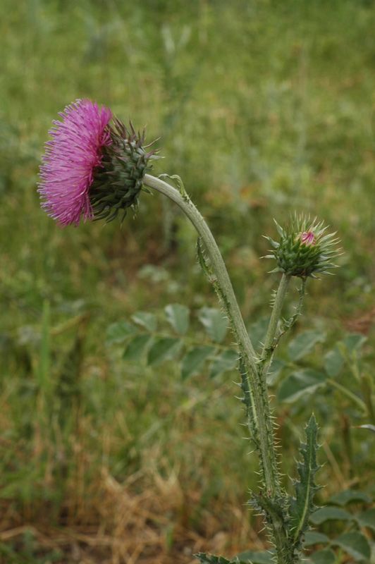 Image of Carduus thoermeri specimen.