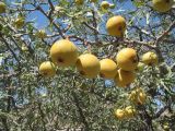 Pyrus regelii. Плодоносящие ветви растения. Южный Казахстан, Сырдарьинский Каратау, Каратауский запов., ущ. Биресик. 19 августа 2015 г.