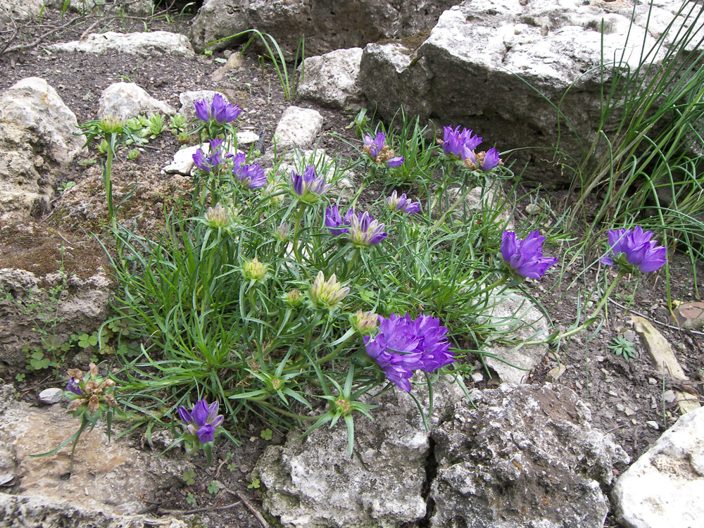 Image of Edraianthus serbicus specimen.