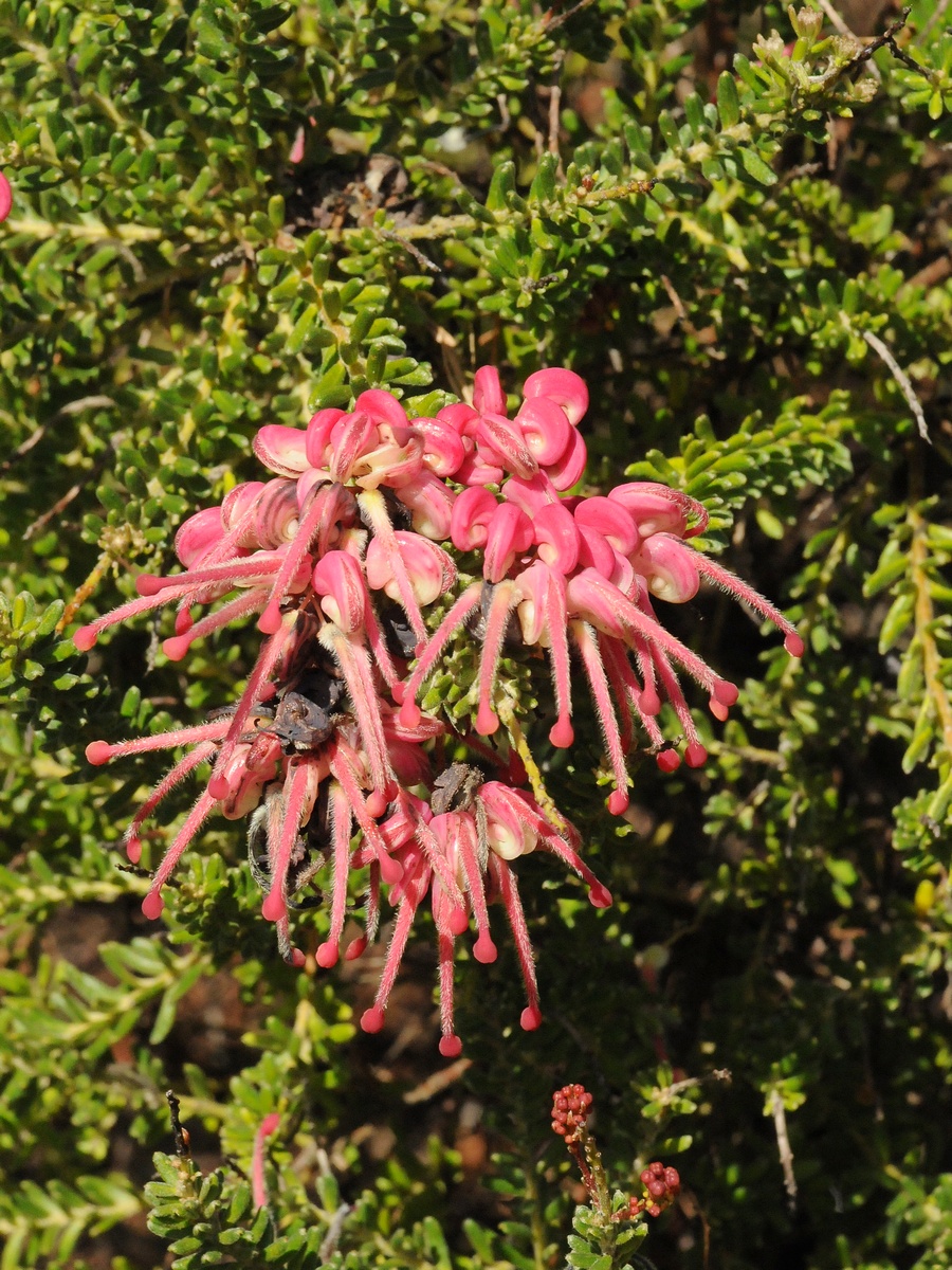 Image of Grevillea lanigera specimen.