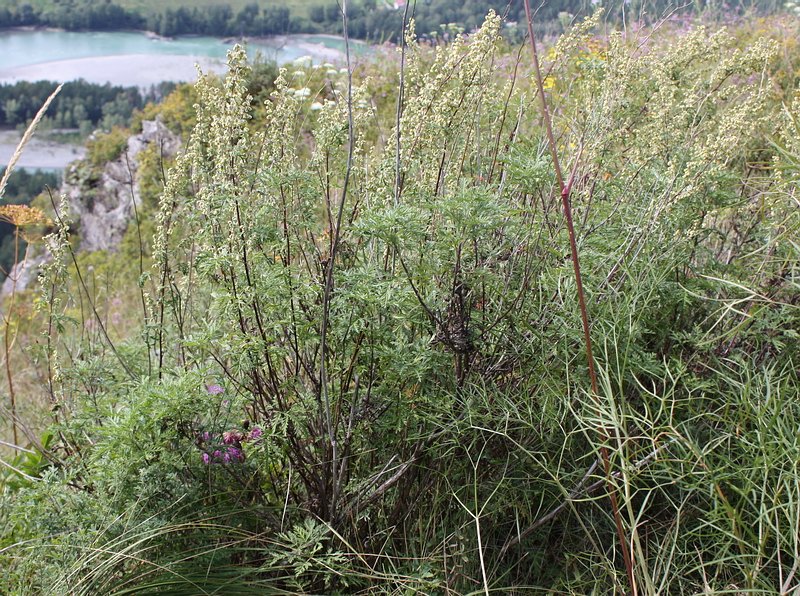 Image of Artemisia gmelinii specimen.