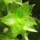 genus Bryum