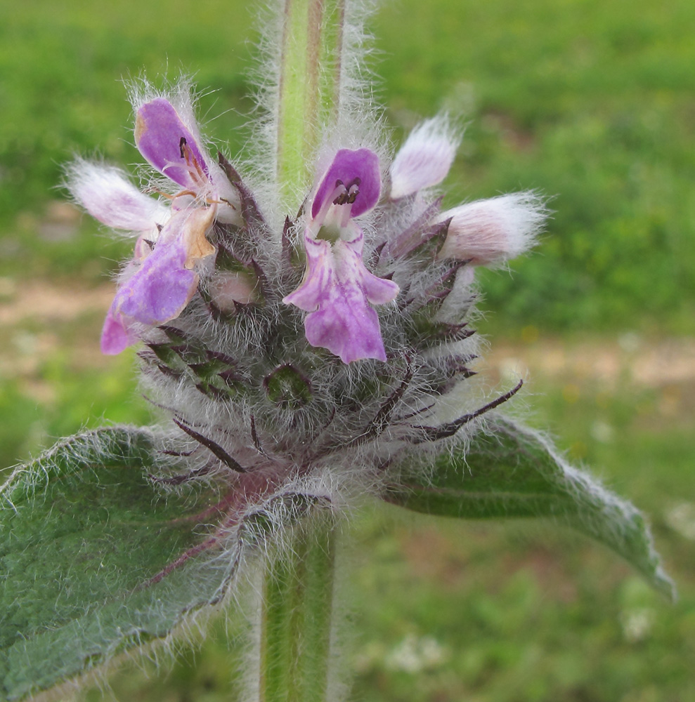 Изображение особи Stachys balansae.